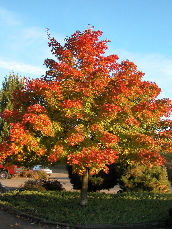 Pacific Sunset Maple